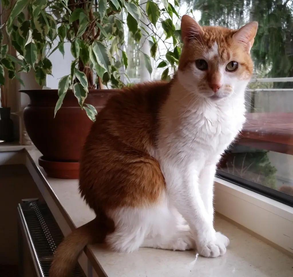 Condolence image of Frank