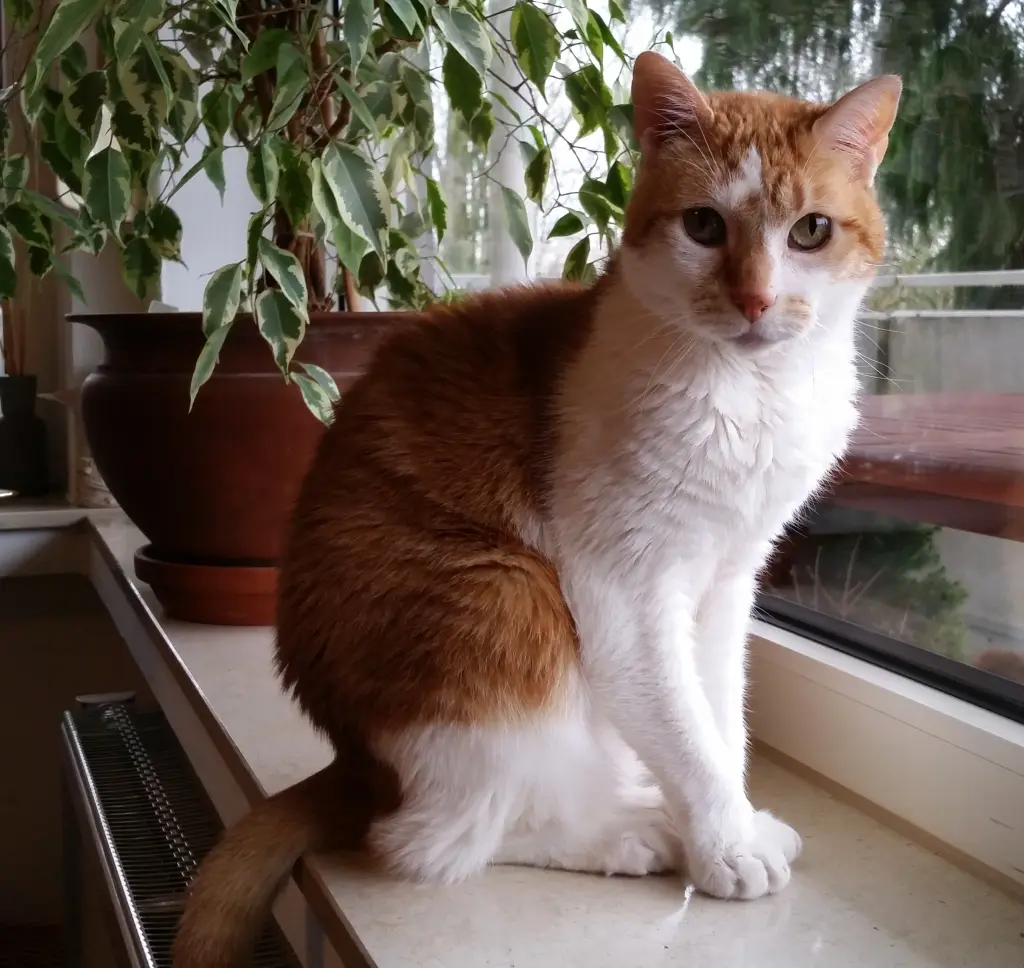 Condolence image of Frank