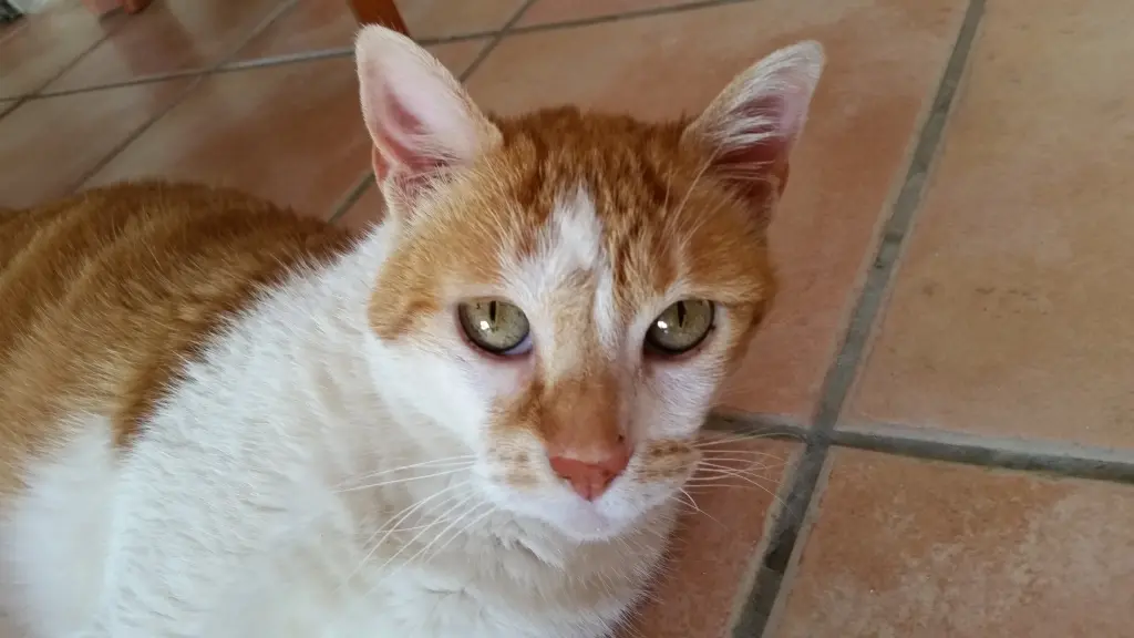 Condolence image of Frank