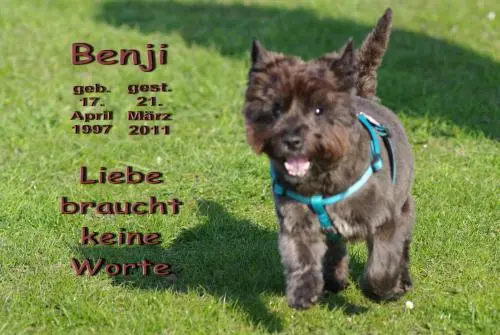 Image from Benji