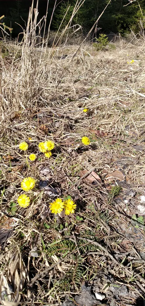 Andachtsbild von Erika