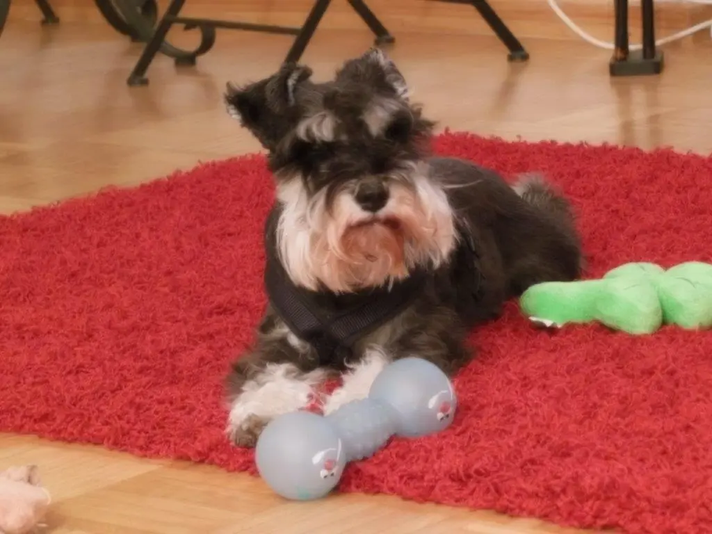 Andachtsbild von Iris mit Linus