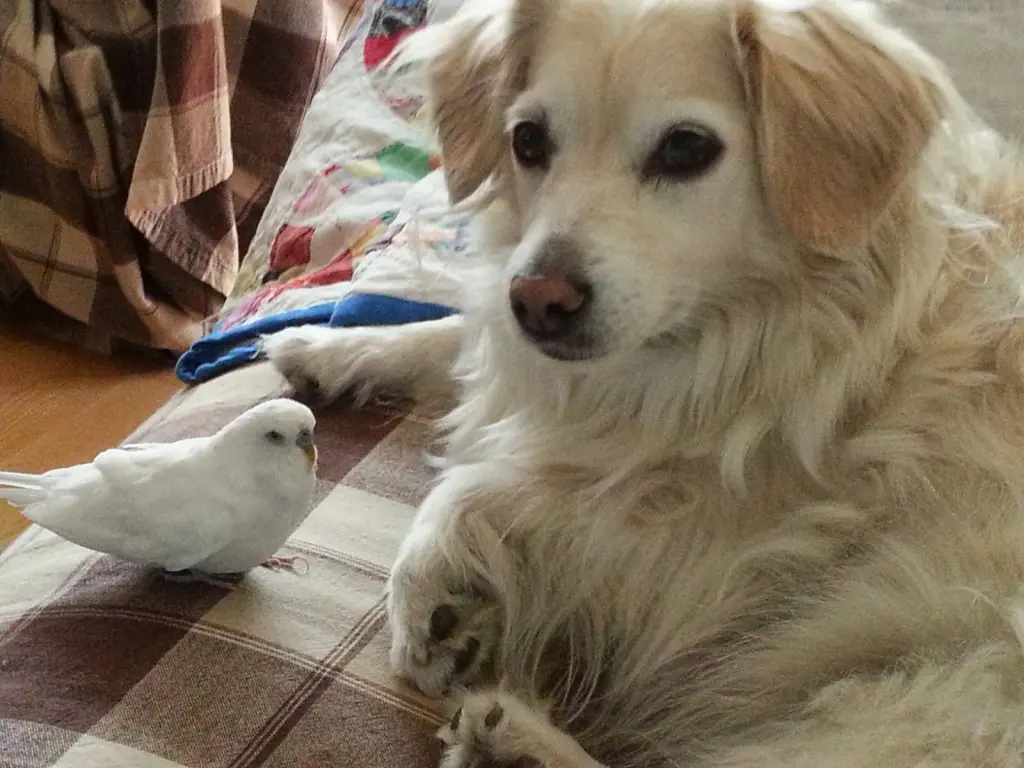 Andachtsbild von Regina