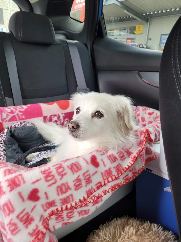 Andachtsbild von Regina