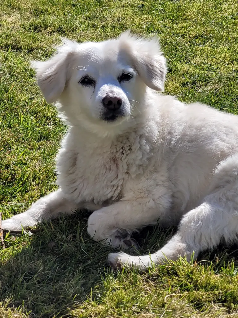 Andachtsbild von Regina