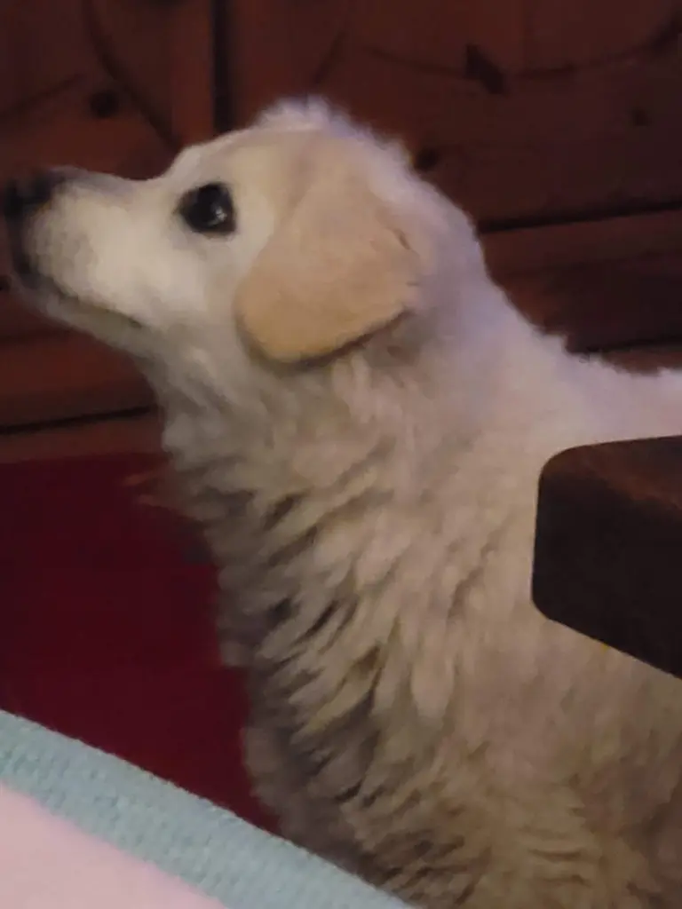 Andachtsbild von Regina