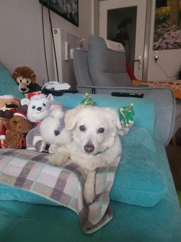 Andachtsbild von Regina