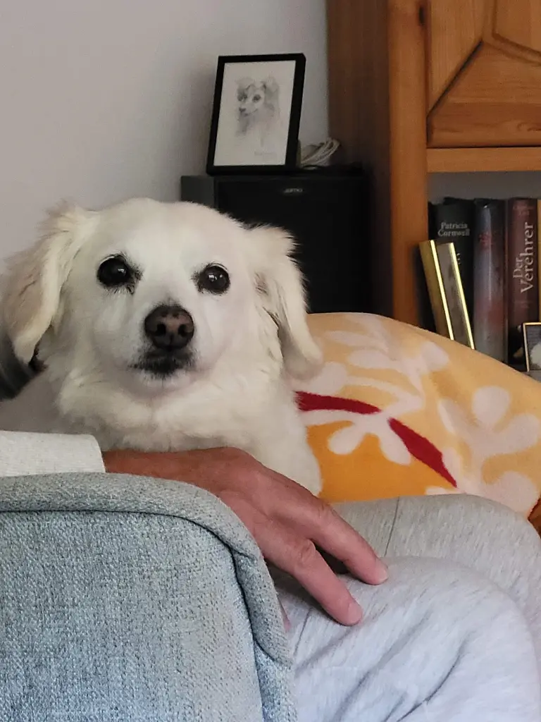 Andachtsbild von Regina