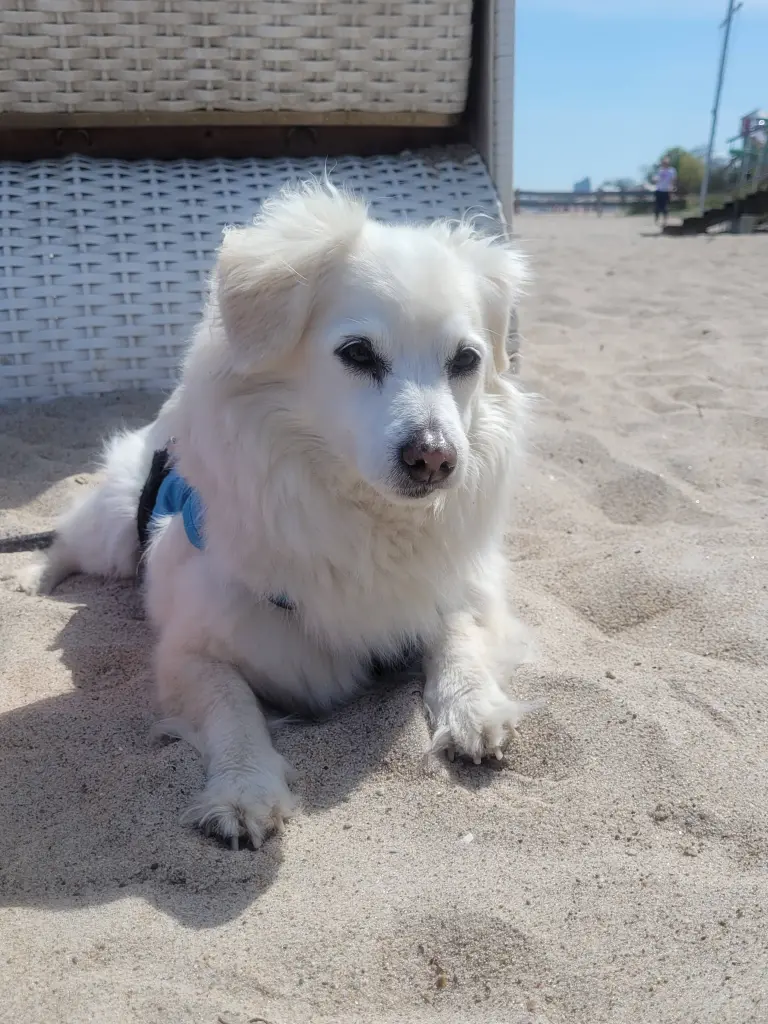 Andachtsbild von Regina