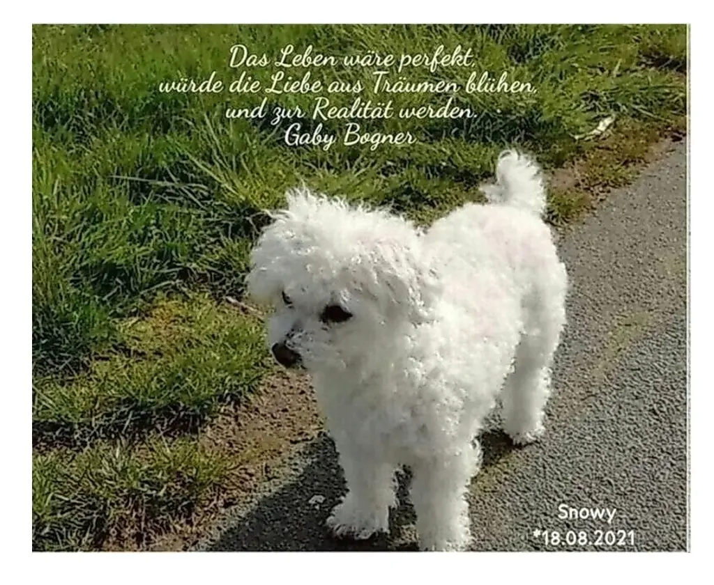 Andachtsbild von Gaby mit Snowy ❤️