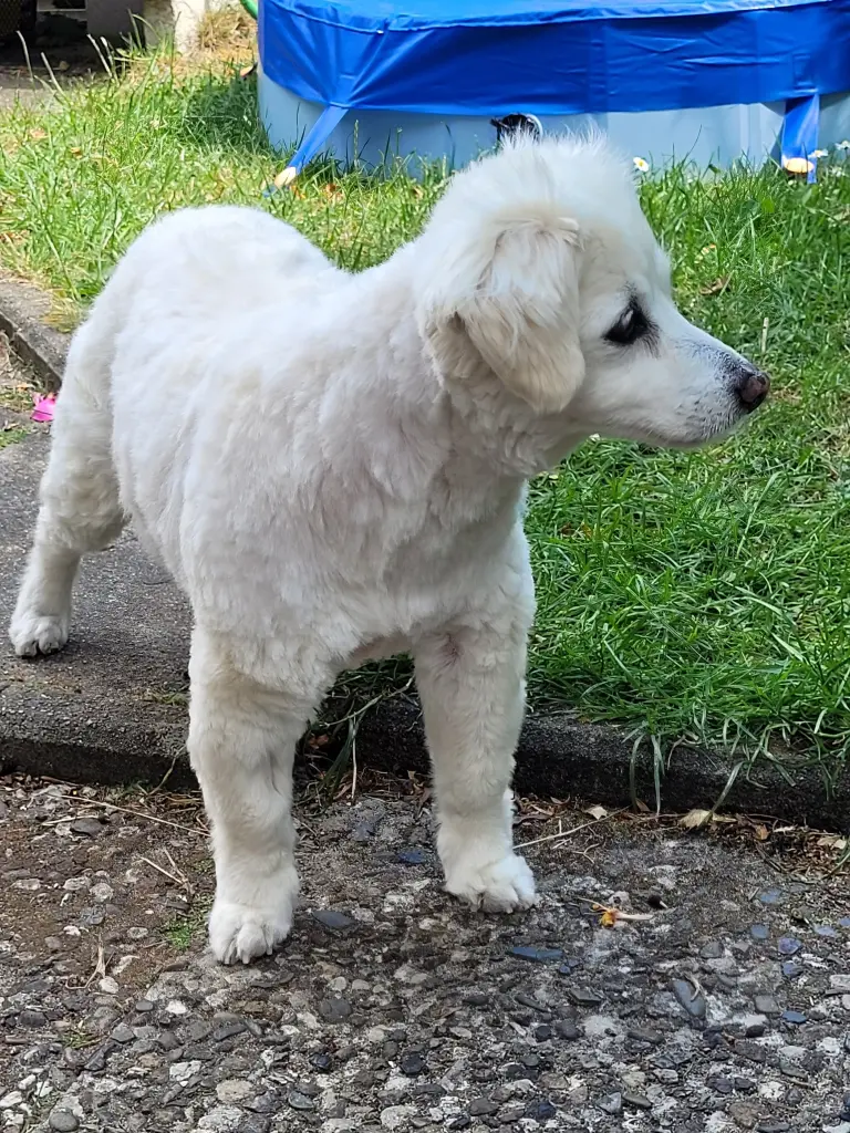 Andachtsbild von Regina