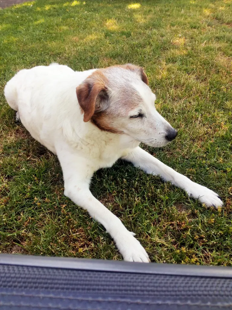 Andachtsbild von Paul mit Seelenhund " Spiky " 19. Juni 2023