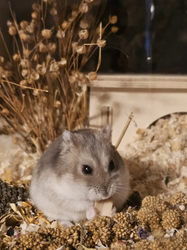 Andachtsbild von Charlyne Vogel