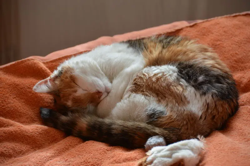 Condolence image of Sabine mit Mimmi im Herzen