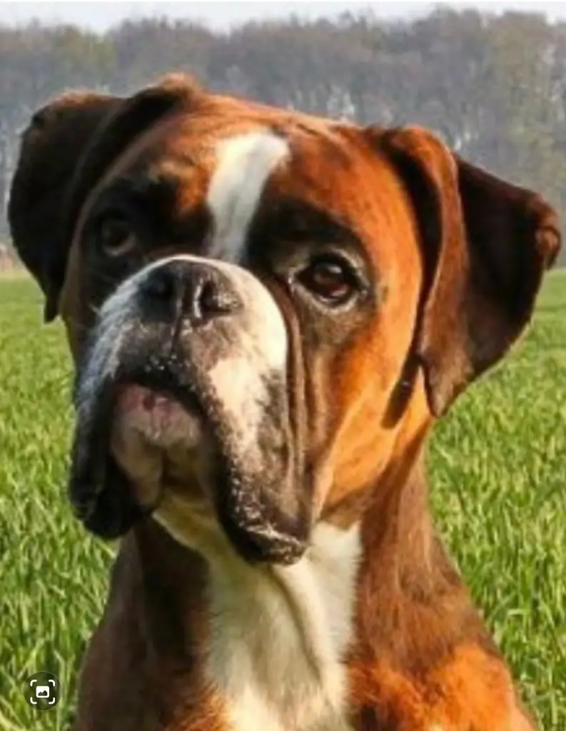 Andachtsbild von Karina und Jörg mit Floyd im ❤