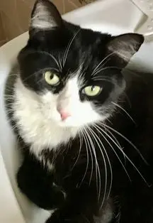 Andachtsbild von Susanne und Pumuckel tief im Herzen (+29.03.2024)