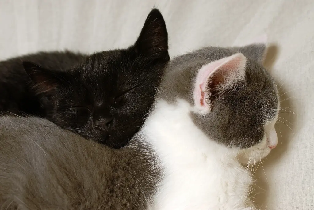 Image from Bibop & Soda