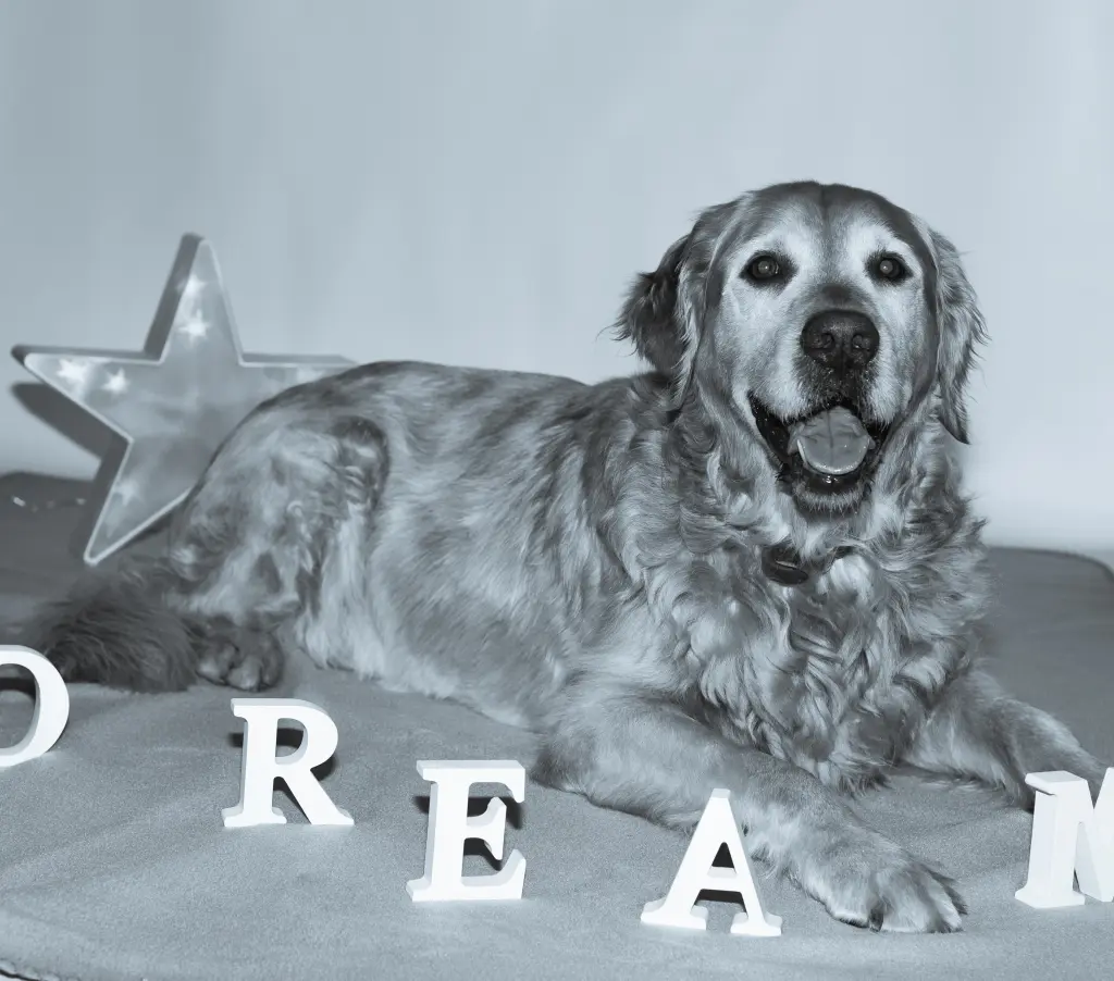 Condolence image of Micha mit Cäsar im Herzen