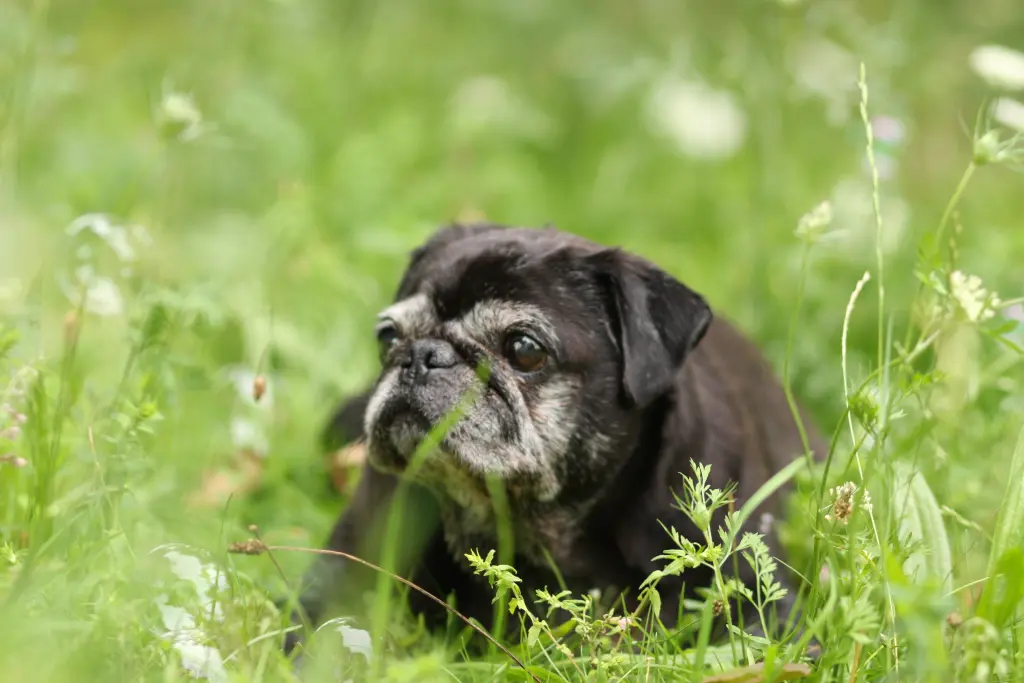 Condolence image of Cornelia mit Bruno & Barni im Herzen