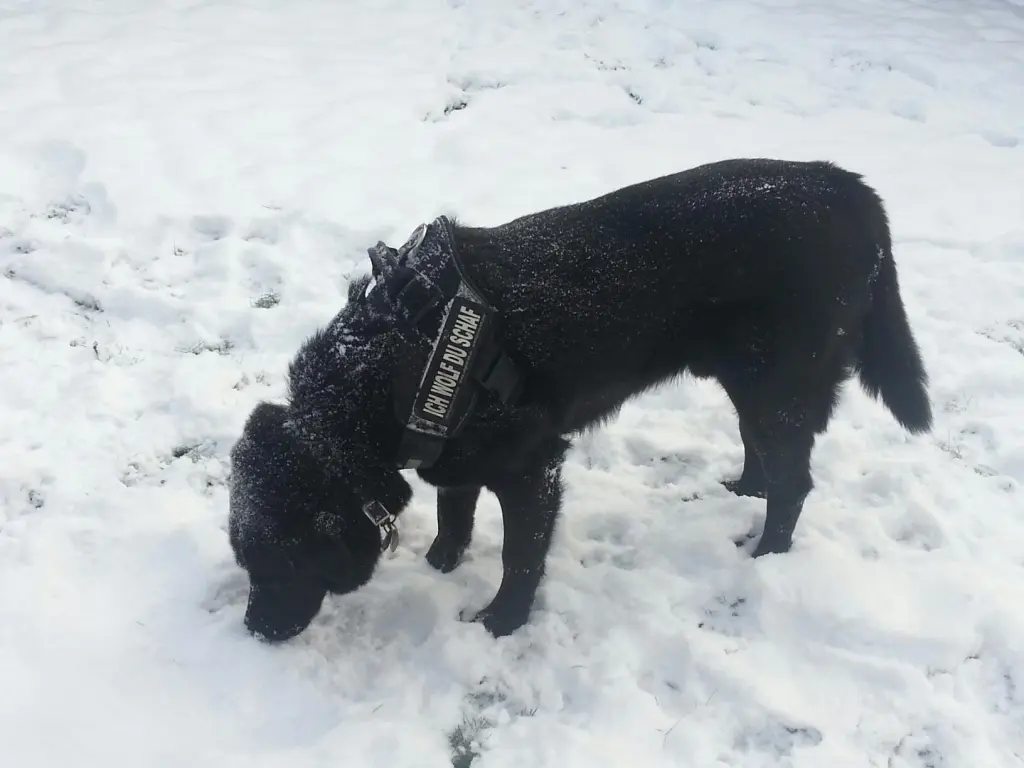 Condolence image of Andrea mit Apollo im Herzen