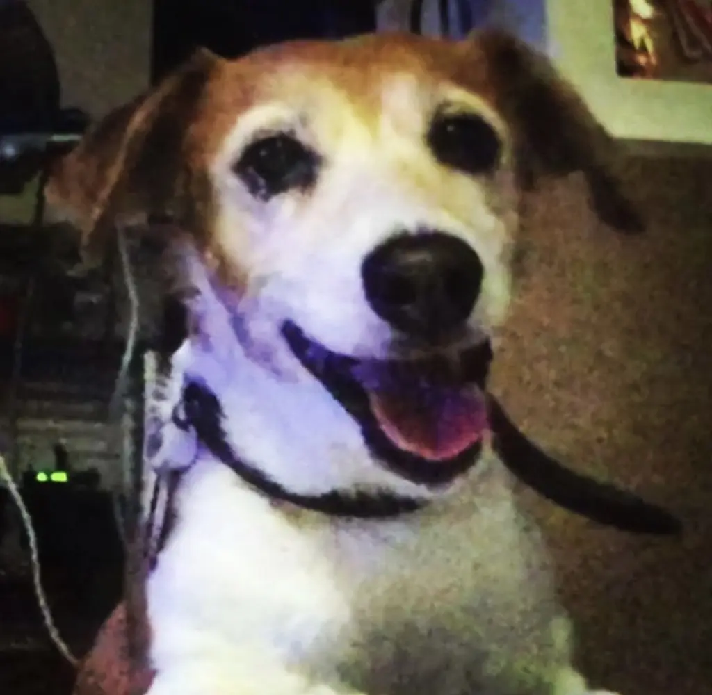 Image from Dilara vom Dedersberg