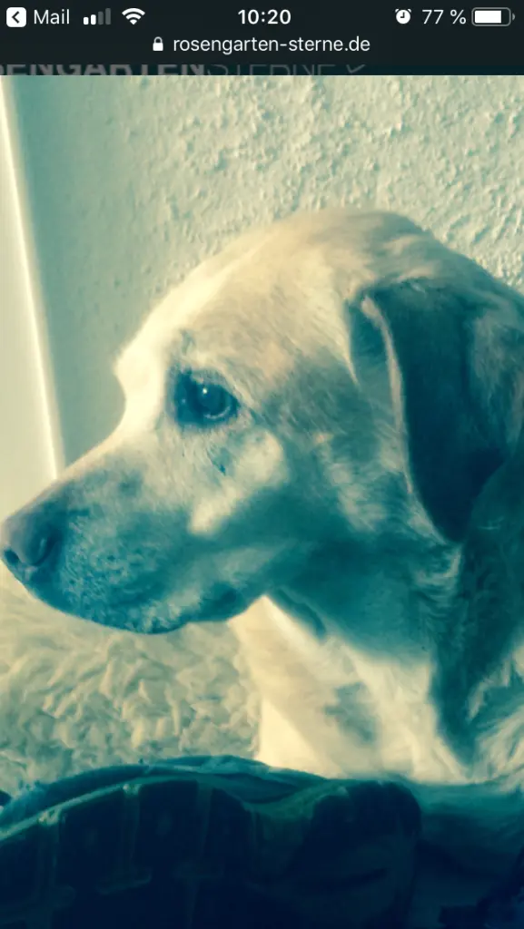 Andachtsbild von Patricia Assali