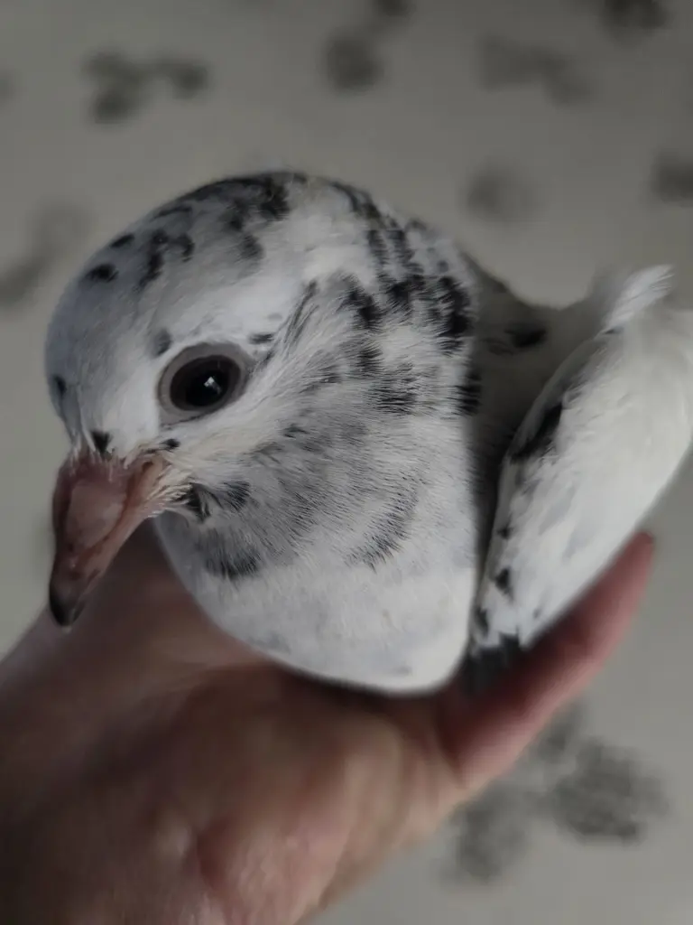 Andachtsbild von Moja