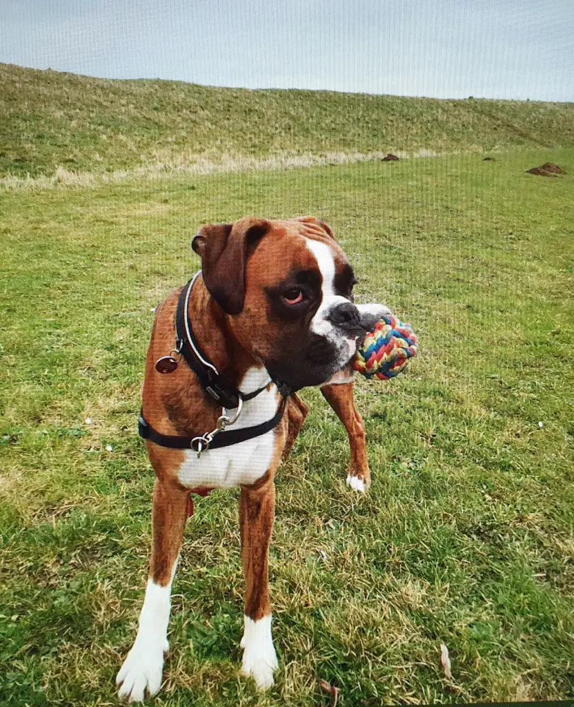 Andachtsbild von Karina und Jörg mit Floyd im ❤