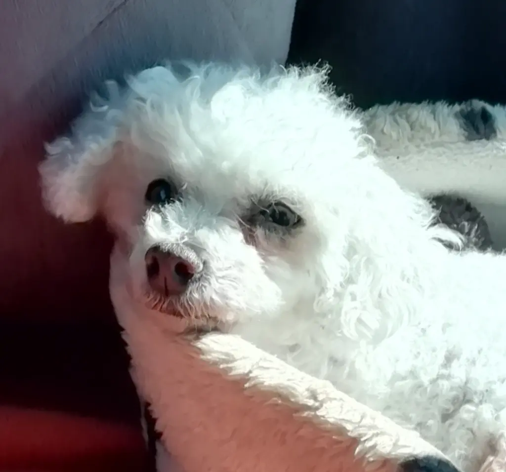 Andachtsbild von Gaby mit Snowy* im Herzen