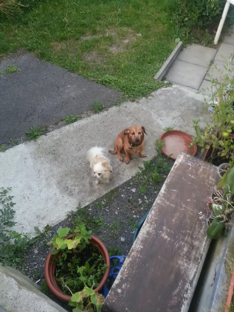 Image from Charly