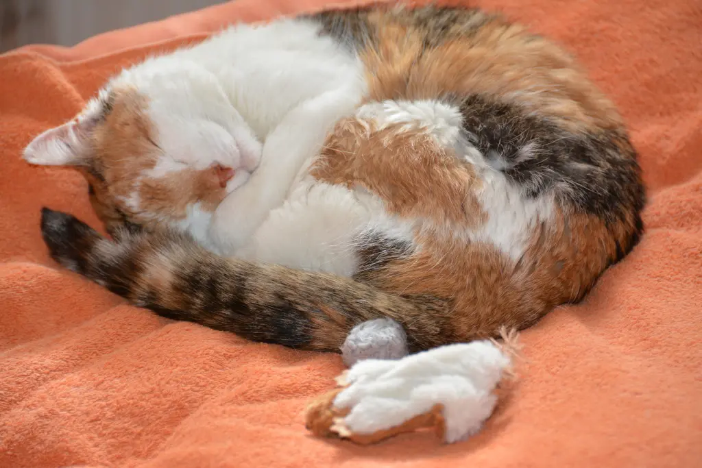 Condolence image of Sabine mit Mimmi im Herzen