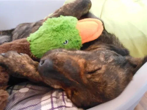 Condolence image of Mel mit Pepe