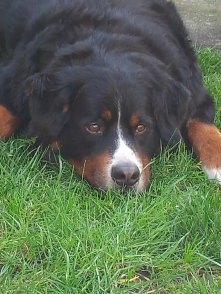 Condolence image of Elke