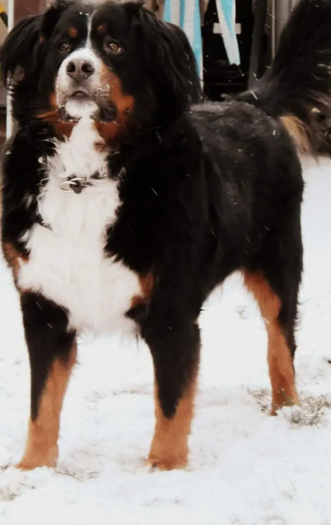 Condolence image of Elke