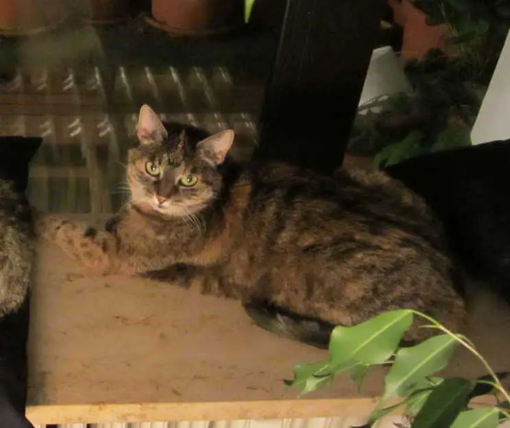 Condolence image of Harriet