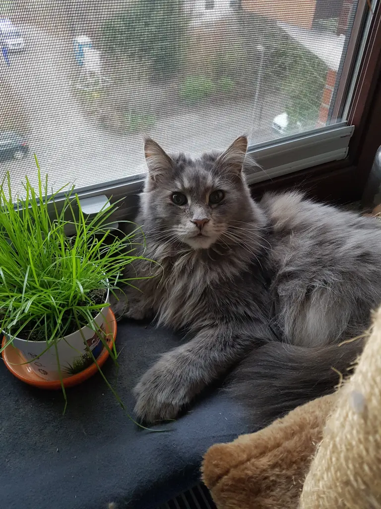 Andachtsbild von Brigitta mit Sam