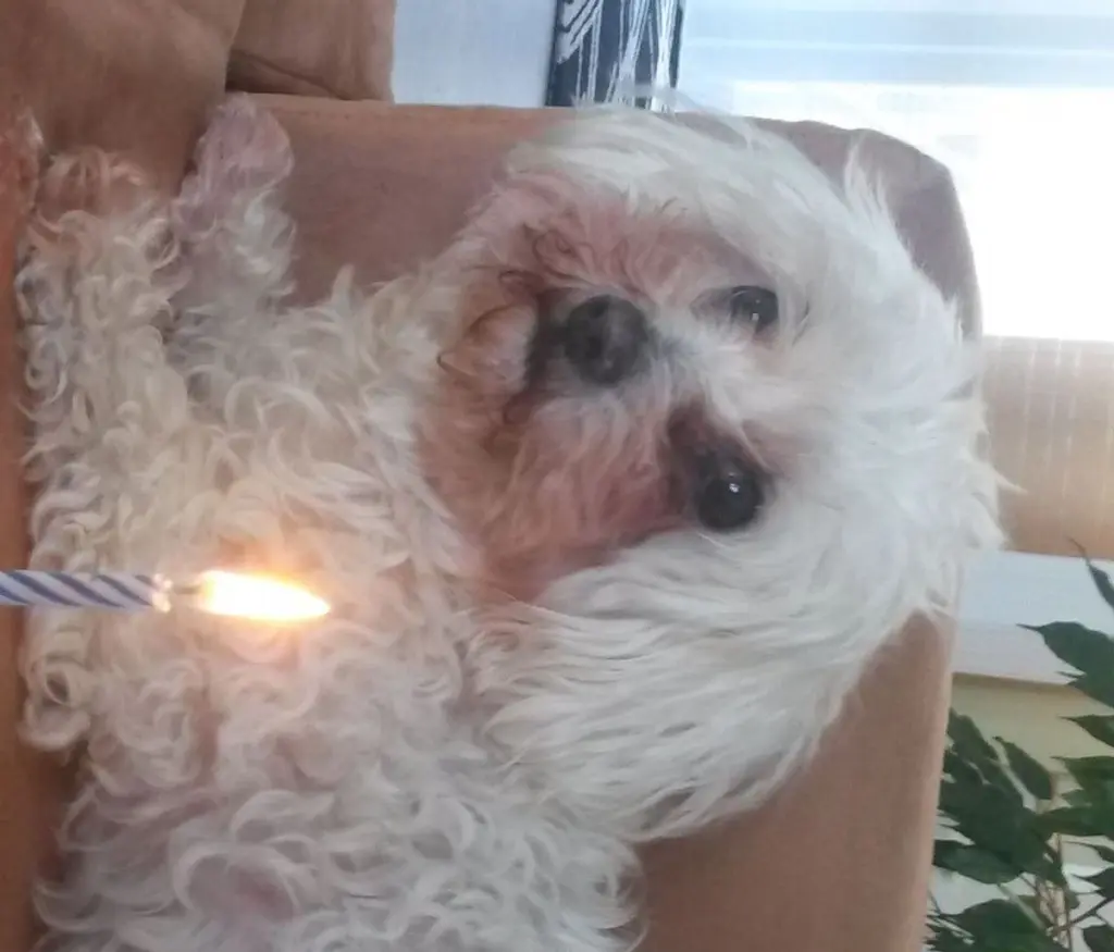 Condolence image of Manuela mit Engel Jane