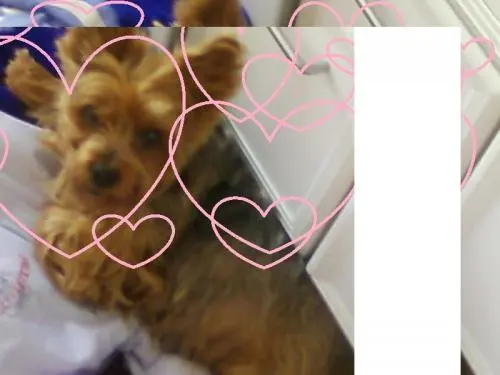Image from LADY