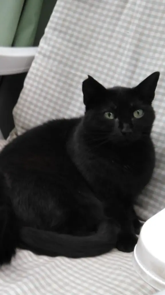 Condolence image of Chrissi & Mutzjen