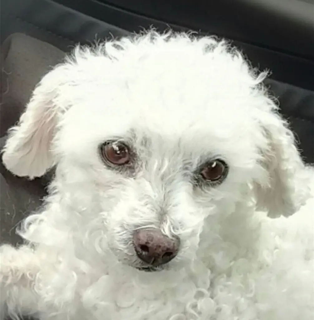 Condolence image of Gaby mit Snowy* im Herzen