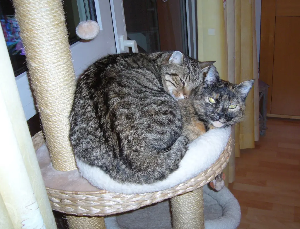 Condolence image of Dein Frauchen