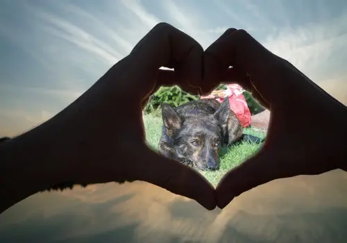 Condolence image of Mel mit Pepe & Luni im Herzen