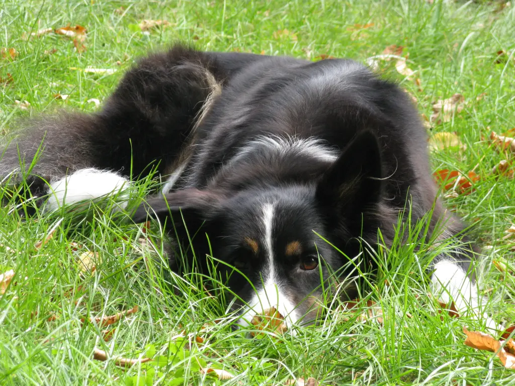 Condolence image of Anne-Marie