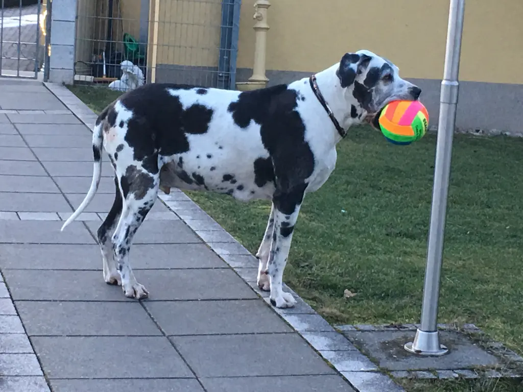 Condolence image of Esther mit Linu