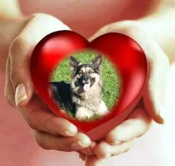 Condolence image of Liebe Rusty❤️