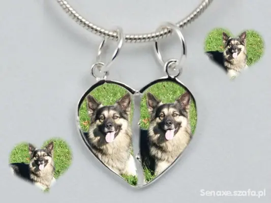 Condolence image of Sonntags Rosen fur Rusty❤️