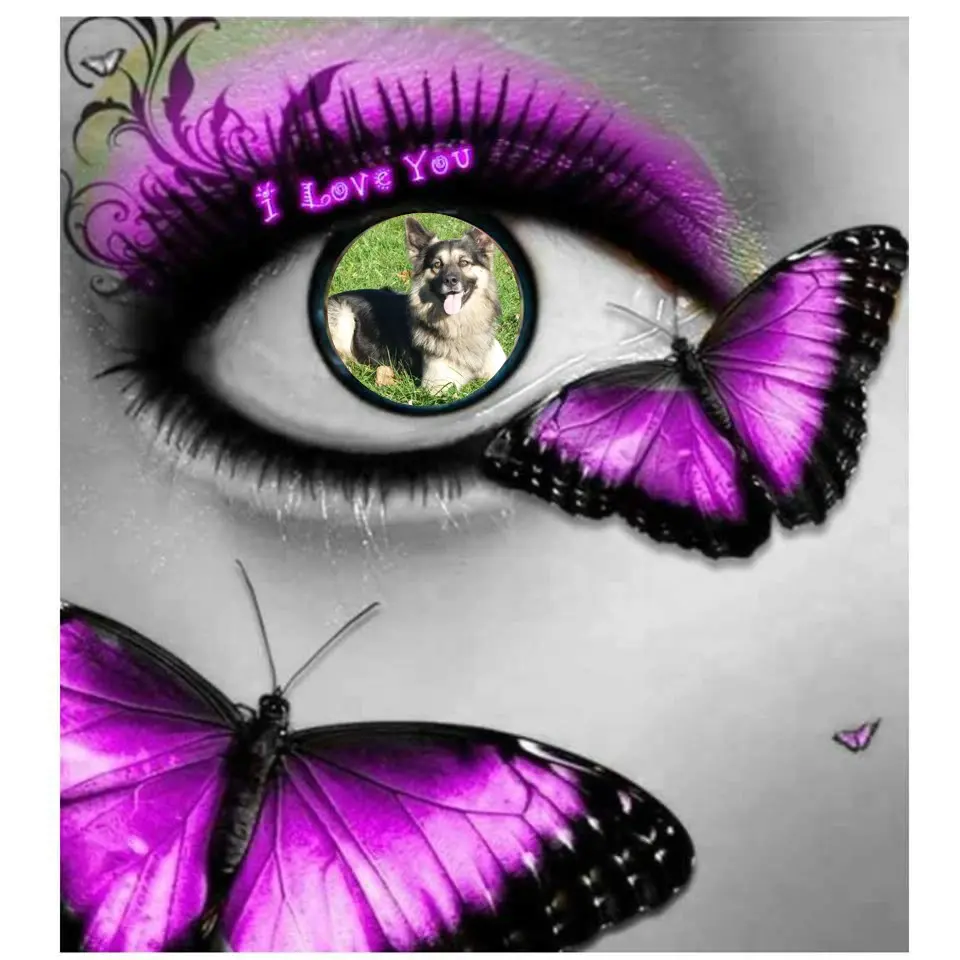 Condolence image of Rose❤️fur Liebe Rusty❤️