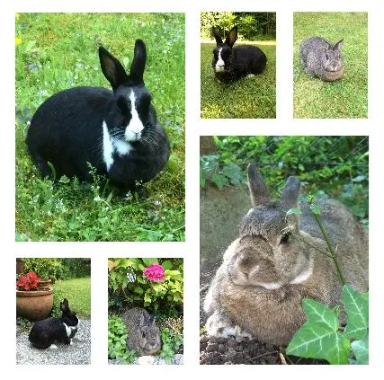 Condolence image of Wochenendrosen für Rusty