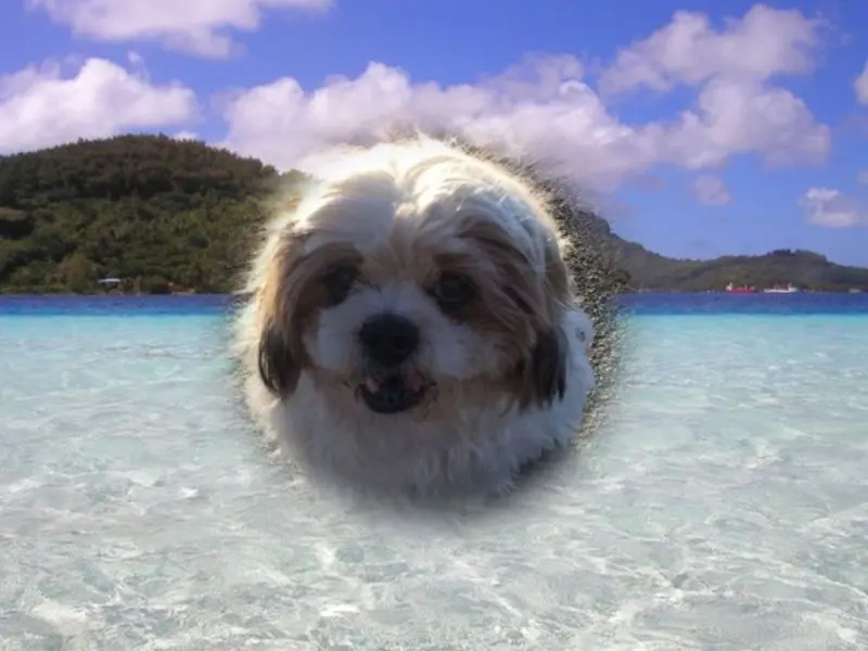 Condolence image of Marika mit Balou und Hippo im Herzen