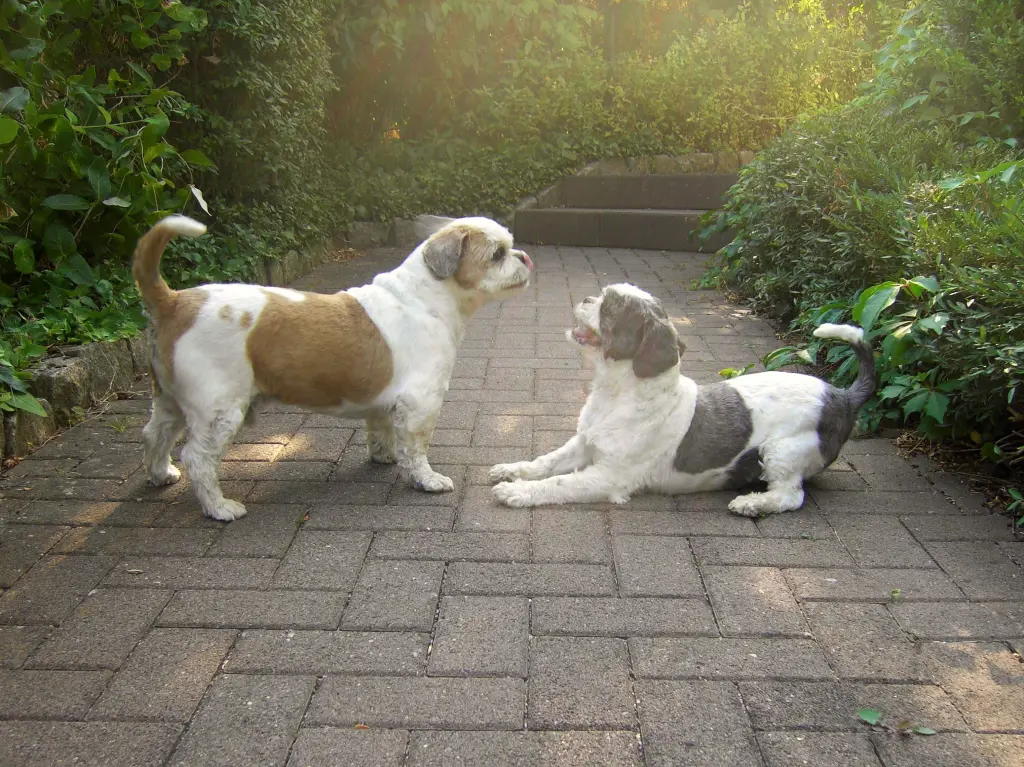 Condolence image of Marika mit Balou und Hippo im Herzen